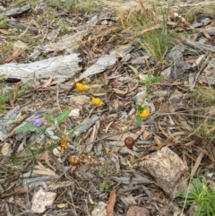 Solanum cinereum at Molonglo Valley, ACT - 6 Feb 2022 01:41 PM