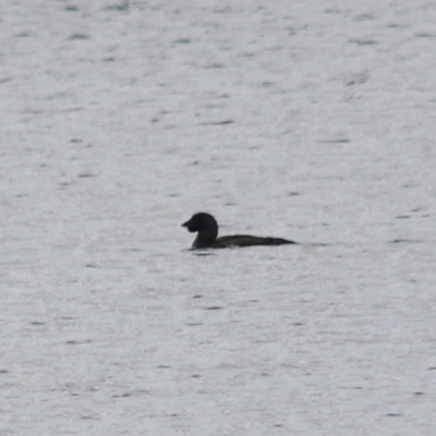 Biziura lobata (Musk Duck) at Lake Bathurst, NSW - 6 Feb 2022 by Rixon