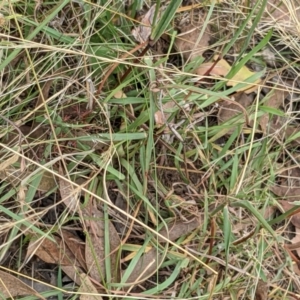 Bothriochloa macra at Molonglo Valley, ACT - 6 Feb 2022