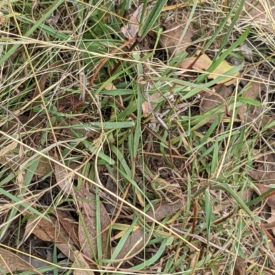 Bothriochloa macra (Red Grass, Red-leg Grass) at Denman Prospect 2 Estate Deferred Area (Block 12) - 6 Feb 2022 by abread111