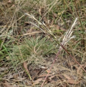 Bothriochloa macra at Molonglo Valley, ACT - 6 Feb 2022