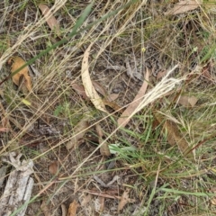 Bothriochloa macra at Molonglo Valley, ACT - 6 Feb 2022