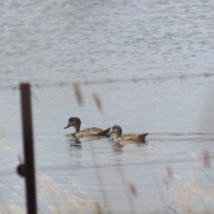 Anas gracilis at Lake Bathurst, NSW - 6 Feb 2022 03:39 PM