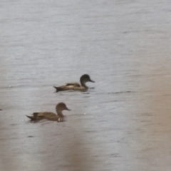 Anas gracilis at Lake Bathurst, NSW - 6 Feb 2022