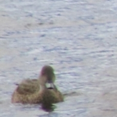 Anas gracilis at Lake Bathurst, NSW - 6 Feb 2022 03:39 PM