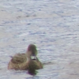 Anas gracilis at Lake Bathurst, NSW - 6 Feb 2022 03:39 PM