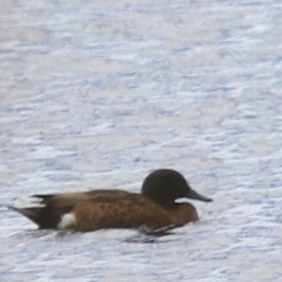 Anas castanea (Chestnut Teal) at Lake Bathurst, NSW - 6 Feb 2022 by Rixon