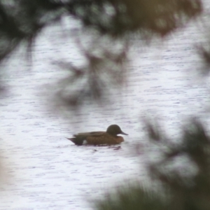 Anas castanea at Lake Bathurst, NSW - 6 Feb 2022 03:38 PM