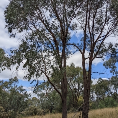 Eucalyptus macrorhyncha (Red Stringybark) at Piney Ridge - 6 Feb 2022 by abread111