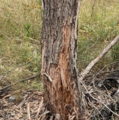 Eucalyptus macrorhyncha at Bluetts Block (402, 403, 12, 11) - 6 Feb 2022 01:33 PM