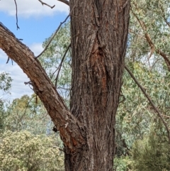 Eucalyptus macrorhyncha at Bluetts Block (402, 403, 12, 11) - 6 Feb 2022 01:33 PM