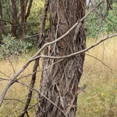 Eucalyptus macrorhyncha at Molonglo Valley, ACT - 6 Feb 2022
