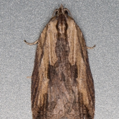 Cryptoptila immersana (A Tortricid moth) at Melba, ACT - 3 Dec 2021 by kasiaaus