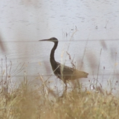 Egretta novaehollandiae (White-faced Heron) at Lake Bathurst, NSW - 6 Feb 2022 by Rixon