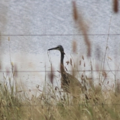 Egretta novaehollandiae at Lake Bathurst, NSW - 6 Feb 2022