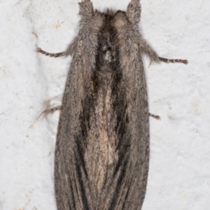 Destolmia lineata at Melba, ACT - 3 Dec 2021 10:23 PM