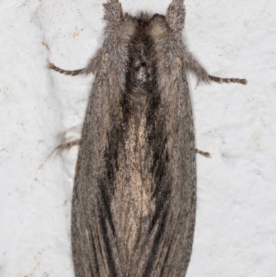 Destolmia lineata (Streaked Notodontid Moth) at Melba, ACT - 3 Dec 2021 by kasiaaus