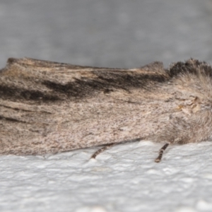 Destolmia lineata at Melba, ACT - 3 Dec 2021 10:23 PM