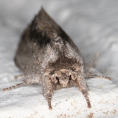 Destolmia lineata at Melba, ACT - 3 Dec 2021 10:23 PM