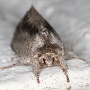 Destolmia lineata at Melba, ACT - 3 Dec 2021 10:23 PM