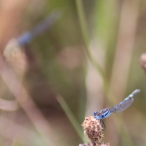 Austrolestes annulosus at Lake Bathurst, NSW - 6 Feb 2022 03:38 PM