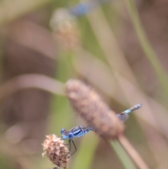 Austrolestes annulosus at Lake Bathurst, NSW - 6 Feb 2022