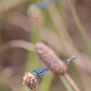 Austrolestes annulosus at Lake Bathurst, NSW - 6 Feb 2022 03:38 PM