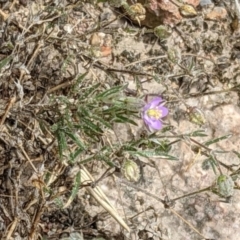 Spergularia rubra (Sandspurrey) at Molonglo Valley, ACT - 6 Feb 2022 by abread111