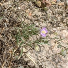 Spergularia rubra (Sandspurrey) at Block 402 - 6 Feb 2022 by abread111