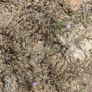 Spergularia rubra at Molonglo Valley, ACT - 6 Feb 2022