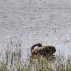 Cygnus atratus (Black Swan) at Lake Bathurst, NSW - 6 Feb 2022 by Rixon