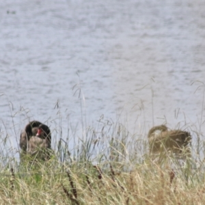 Cygnus atratus at Lake Bathurst, NSW - 6 Feb 2022