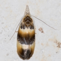 Piloprepes anassa (A Concealer moth (Wingia group)) at Melba, ACT - 4 Dec 2021 by kasiaaus
