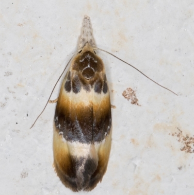 Piloprepes anassa (A Concealer moth (Wingia group)) at Melba, ACT - 4 Dec 2021 by kasiaaus