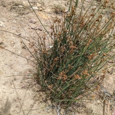 Juncus subsecundus (Finger Rush) at Molonglo Valley, ACT - 6 Feb 2022 by abread111