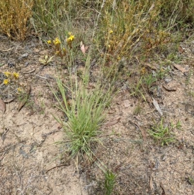Eragrostis elongata (Clustered Lovegrass) at Denman Prospect 2 Estate Deferred Area (Block 12) - 6 Feb 2022 by abread111