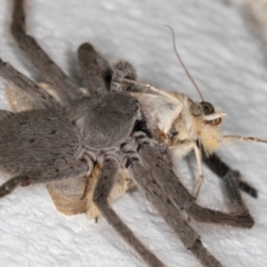 Helicoverpa (genus) at Melba, ACT - 4 Dec 2021 11:06 PM