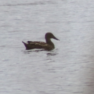 Spatula rhynchotis at Lake Bathurst, NSW - 6 Feb 2022