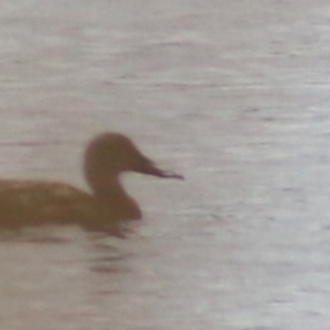 Spatula rhynchotis at Lake Bathurst, NSW - 6 Feb 2022 03:36 PM