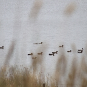 Spatula rhynchotis at Lake Bathurst, NSW - 6 Feb 2022