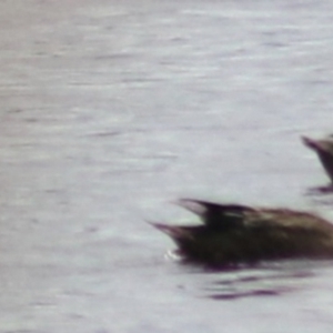 Spatula rhynchotis at Lake Bathurst, NSW - 6 Feb 2022 03:36 PM