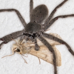 Isopeda (genus) (Huntsman Spider) at Melba, ACT - 4 Dec 2021 by kasiaaus