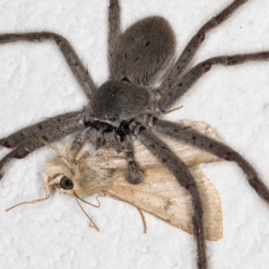 Isopeda sp. (genus) at Melba, ACT - 4 Dec 2021