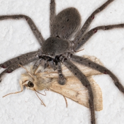 Isopeda (genus) (Huntsman Spider) at Melba, ACT - 4 Dec 2021 by kasiaaus