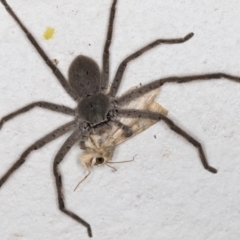 Isopeda sp. (genus) at Melba, ACT - 4 Dec 2021 11:06 PM