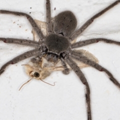 Isopeda sp. (genus) at Melba, ACT - 4 Dec 2021