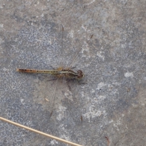 Diplacodes bipunctata at Murrumbateman, NSW - 6 Feb 2022