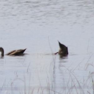 Anas superciliosa at Lake Bathurst, NSW - 6 Feb 2022