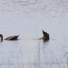 Anas superciliosa (Pacific Black Duck) at Lake Bathurst, NSW - 6 Feb 2022 by Rixon
