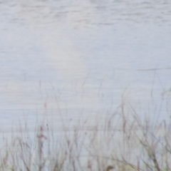 Anas superciliosa at Lake Bathurst, NSW - 6 Feb 2022 03:47 PM